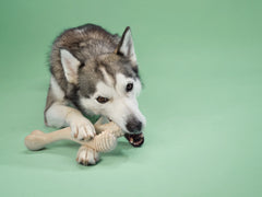 BetterBone TOUGH: Hueso Masticable HIPOALERGENICO para Perros Destructores GRANDE