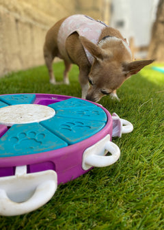 Rompecabezas | Dog Twister