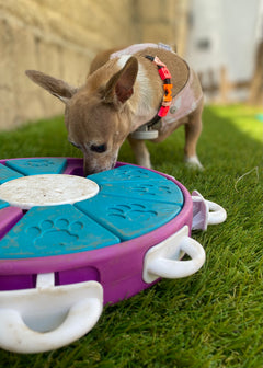 Rompecabezas | Dog Twister