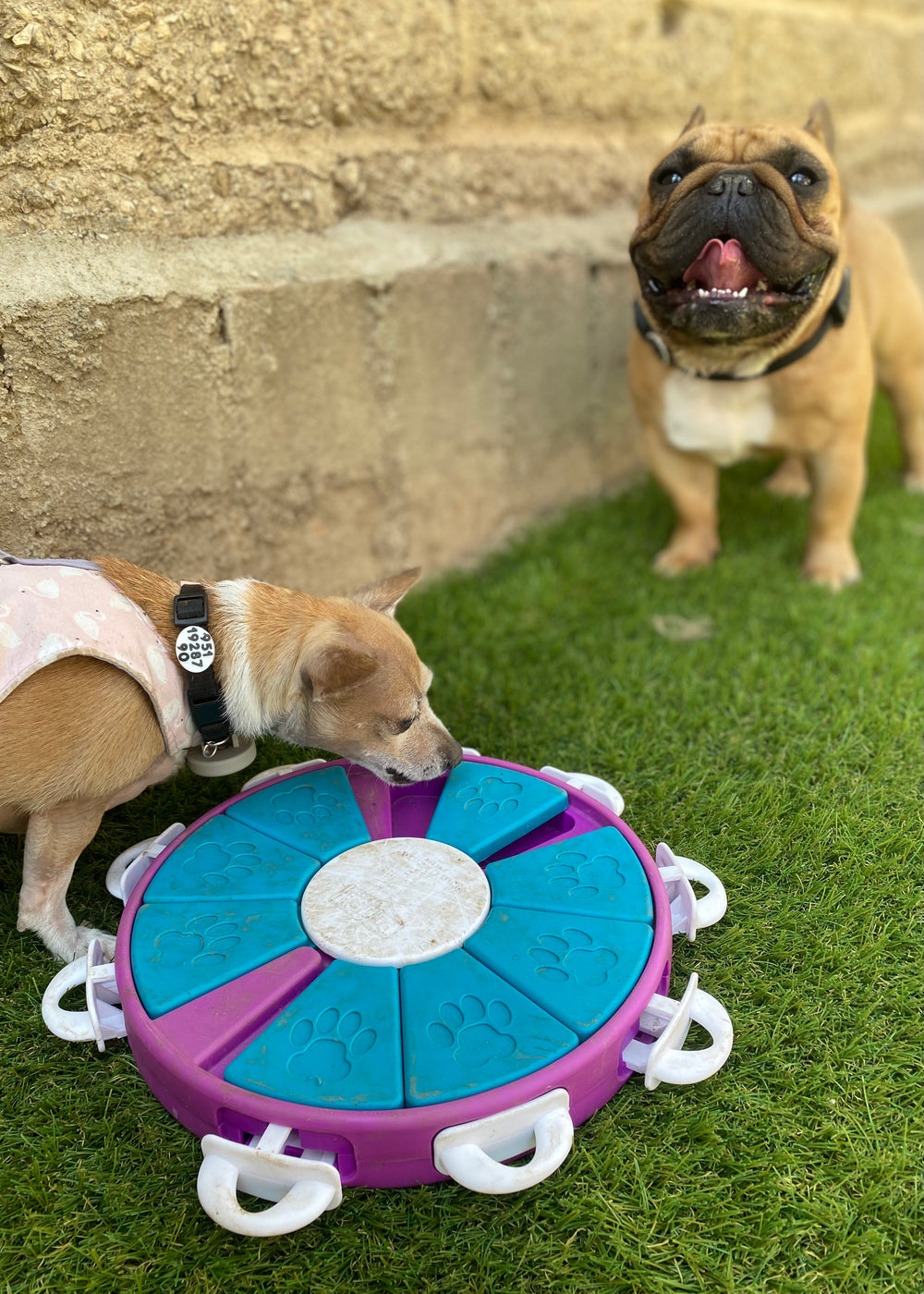 Rompecabezas | Dog Twister
