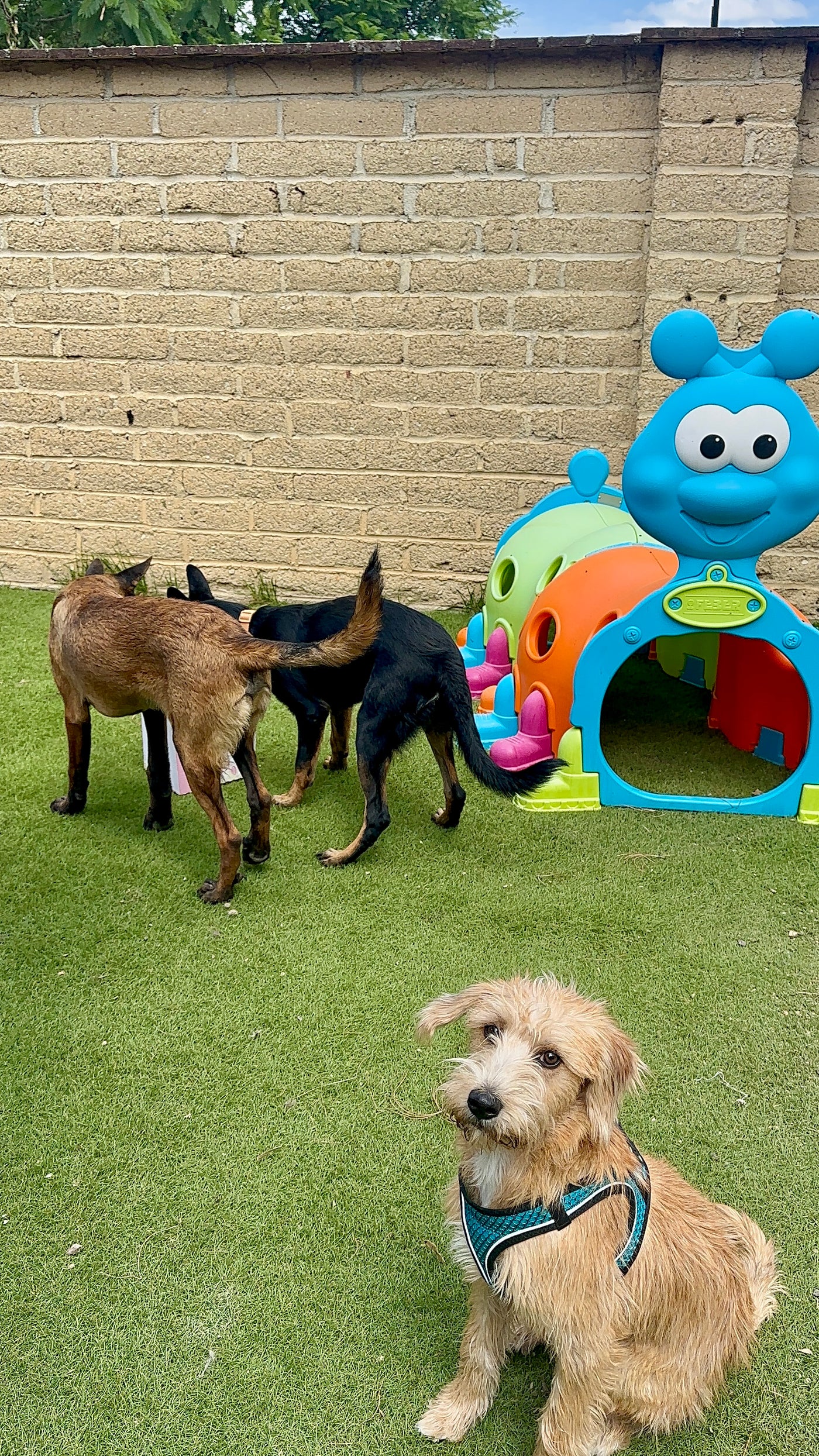 Conociendo a la manada